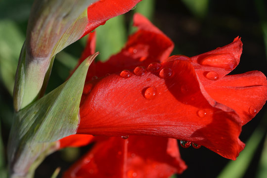 Red Gladiolus Closeup