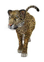 Big Cat Jaguar