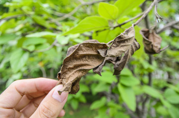 Hand of Dried leaf
