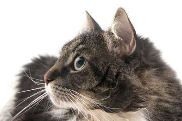 Portrait of a cat close-up in profile..