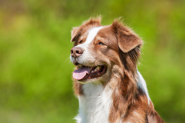 Portrait of australian shepherd dog in summer