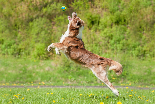 Australian shepherd dog catching ball in the air
