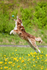 Australian shepherd dog catching ball on the field with dandelions