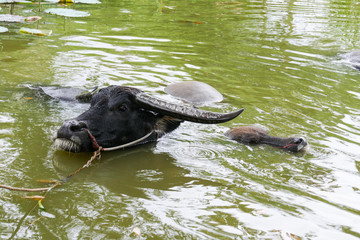 black buffalo in the pond