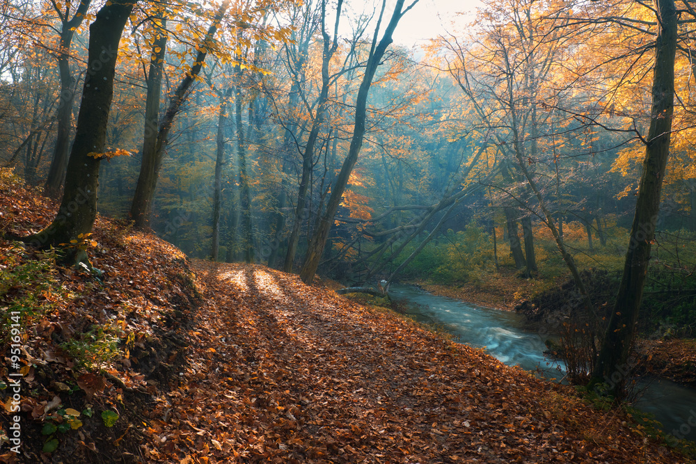 Sticker amazing sunrays of dreamy autumn forest