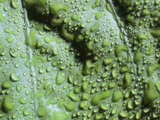 After the rain