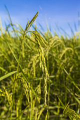 The rice grains harvested