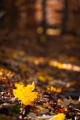 Ahornblatt im Herbst