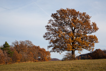 Eiche auf der Schwäb. Alb im Herbst