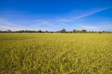 The rice grains harvested.