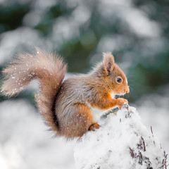 Red Squirrel perched on snow covered tree stump, County of Northumberland, England