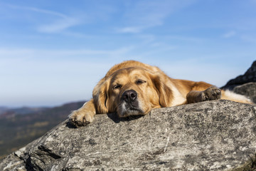 golden retriever dog laying on the rock and basking in the sun