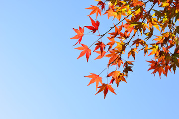 Red maple leaves in the blue sky in autumn.