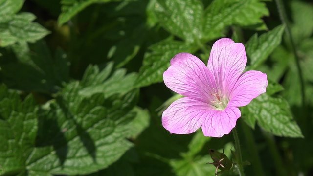 flower of cranesbill (Geranium) 
