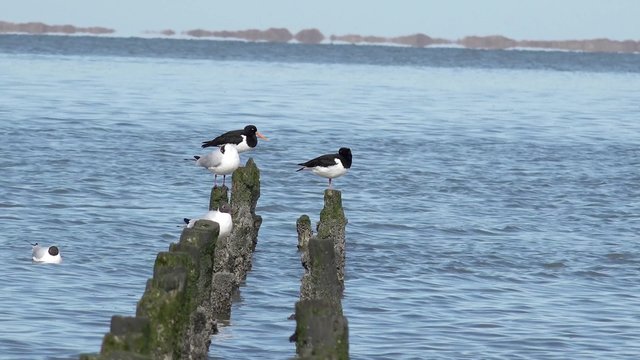 gull and oystercatcher on wooden posts in the north sea 