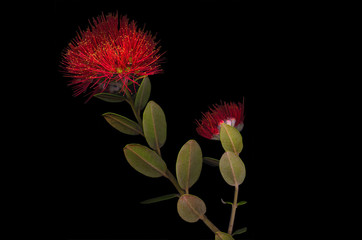 Pohutukawa flowers photographed in a flat bed scanner. 
