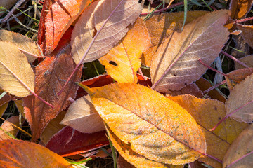 Background of leaves covered with frost.