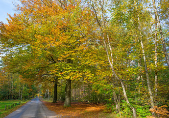 Forest in autumn colors in sunlight