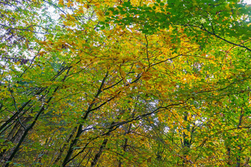Forest in autumn colors in sunlight