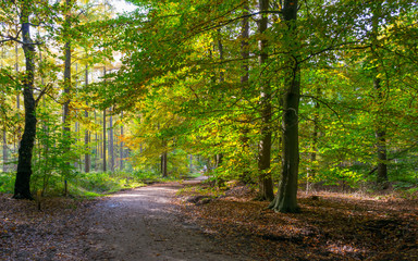 Naklejka premium Forest in autumn colors in sunlight