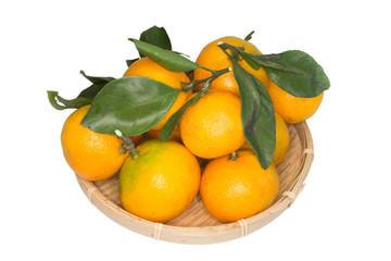 収穫したミカン