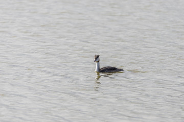 Great Crested Grebe, Podiceps cristatus