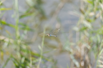 dragonfly flying