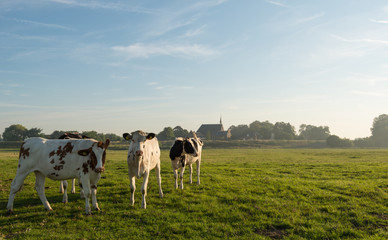 Young cows early in the summer morning