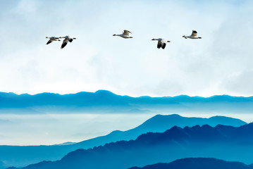 Geese flying against blue sky background