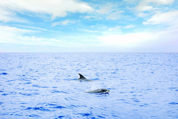 Fototapeta premium Dolphins