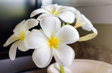 Fototapeta na wymiar White flower plumeria or frangipani in white vase easily decorated in the corner