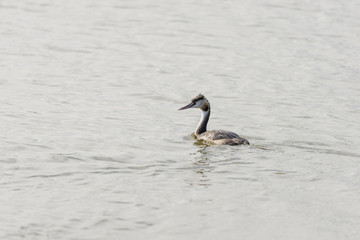 Great Crested Grebe, Podiceps cristatus