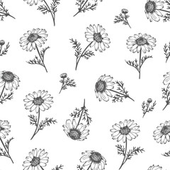 Camomile vector pattern