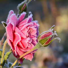 Blumen 530