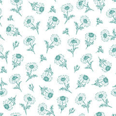 Herb chamomile vector pattern