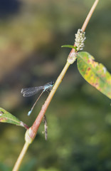 dragonfly emerald, lestes sponsa