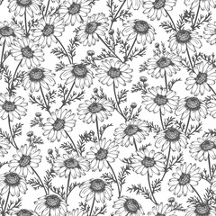 Seamless background from hand drawn chamomile
