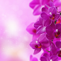 Fototapeta na wymiar Romantic background with pink orchids