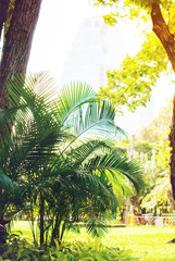 Fototapeta na wymiar Palm Bush in City Park. Natural Background Toned