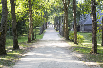 Park landscape with a long alley in a summer sunny day.