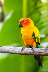 beautiful parrot,sun conure