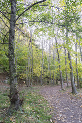 natural forest Montseny