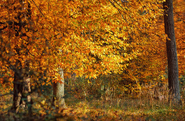 fall  autumn  leaves tree