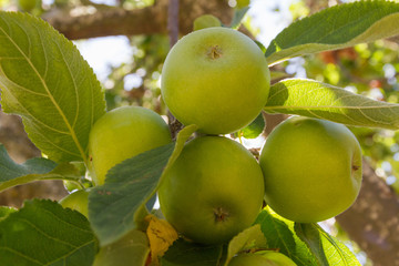  Apple hanging from a branch apple surrounded by leaves 