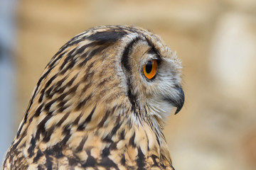 Buho Real de Bengala de Perfil y con los cuernecillos bajados