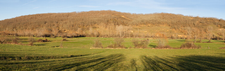 Panorama de paisaje Invernal , con praderas o pastos de hierba  colina o monte, con bosque de robles . Sombras de hilera de arboles al atardecer en primer plano