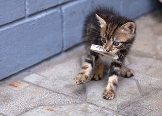  sweet kitten playing in the yard