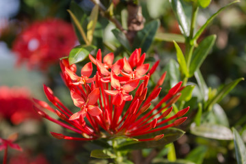 Red flower Rubiaceae on nature background