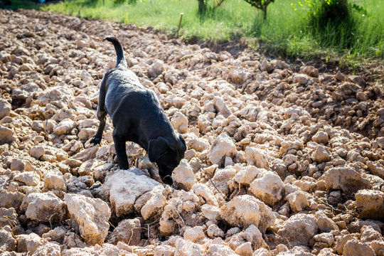 Black Labrador Dog On Plowed Field Sniffing