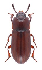 Beetle Uloma culinaris (male)
